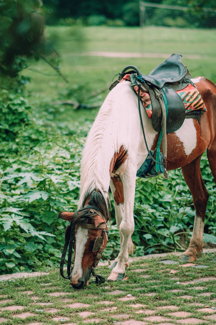 Brown And White Horse Wearing A Saddle And Eating Grass 