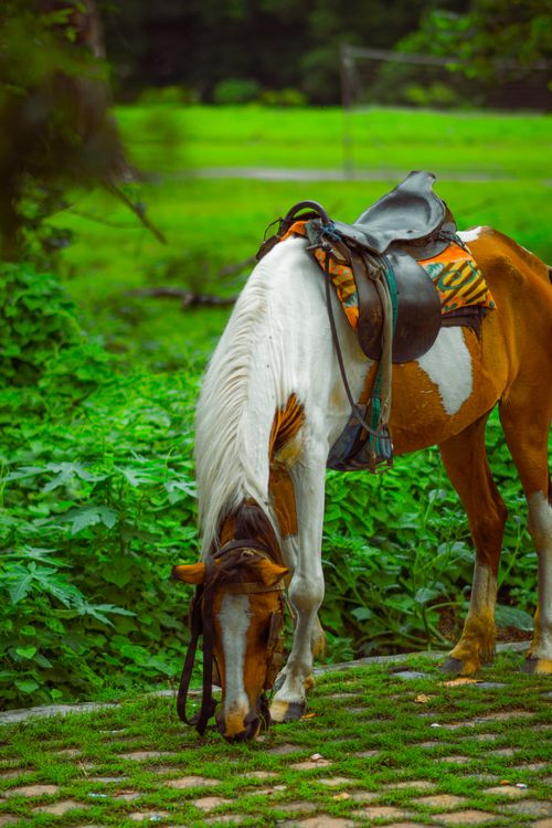Free A beautiful saddled horse grazing in a lush green countryside setting during summer. Stock Photo
