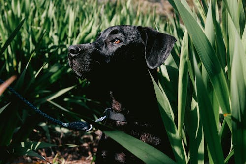 Close-Up Photo of Black Dog