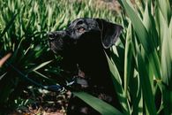 阳光明媚的户外，一只黑色的拉布拉多猎犬坐在皮带上，周围绿植环绕