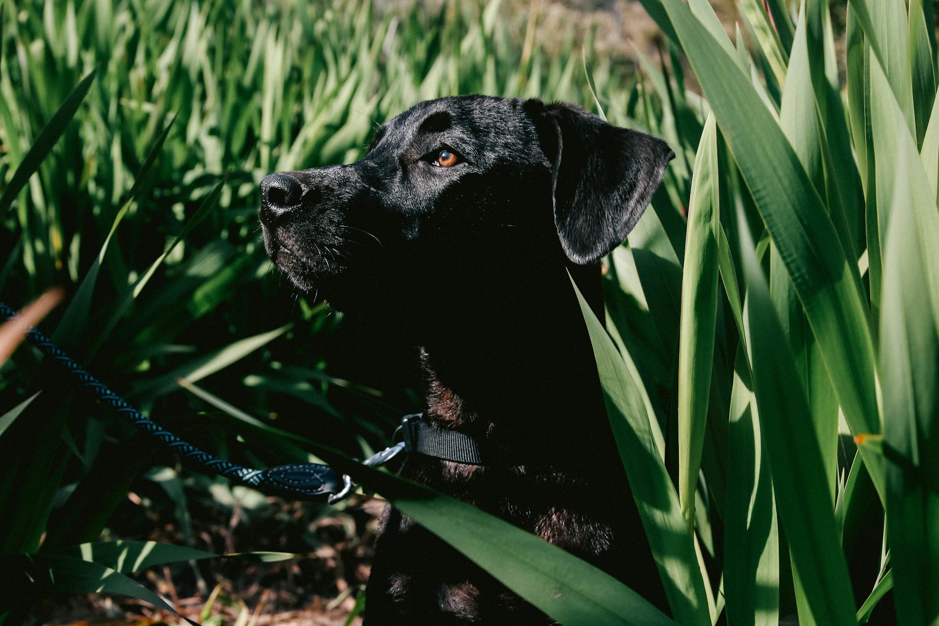 Close-Up Photo of Black Dog