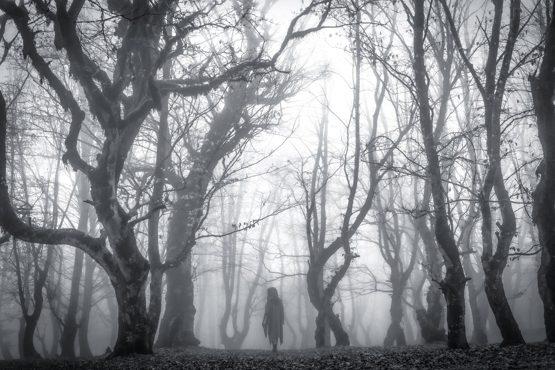 Get Ready for Thrills at the 2026 Haunted Forest photo