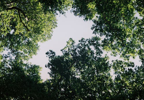 Low Angle Shot of Trees with Green Leaves under a Clear Sky 