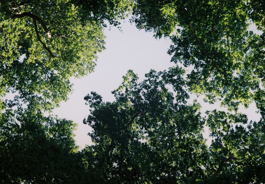 Next post preview: dense forest canopy — photo by Zeynep N. Tiryaki on Pexels