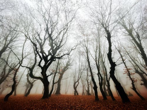 Безкоштовне стокове фото на тему «гілки, дерева, осінь»