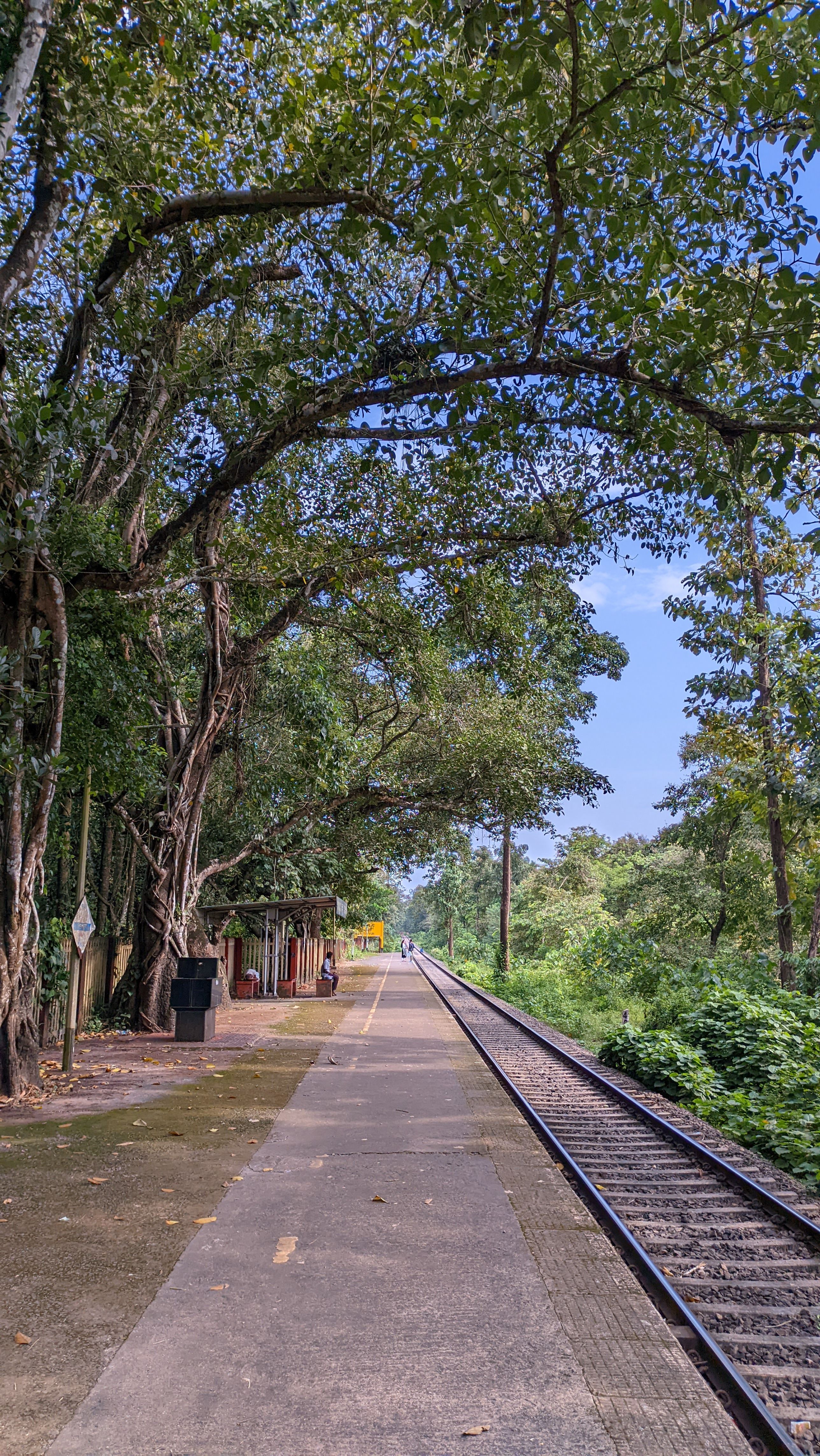 Quiet rural train station surrounded by lush greenery, offering a serene perspective of railway tracks under tree cover.