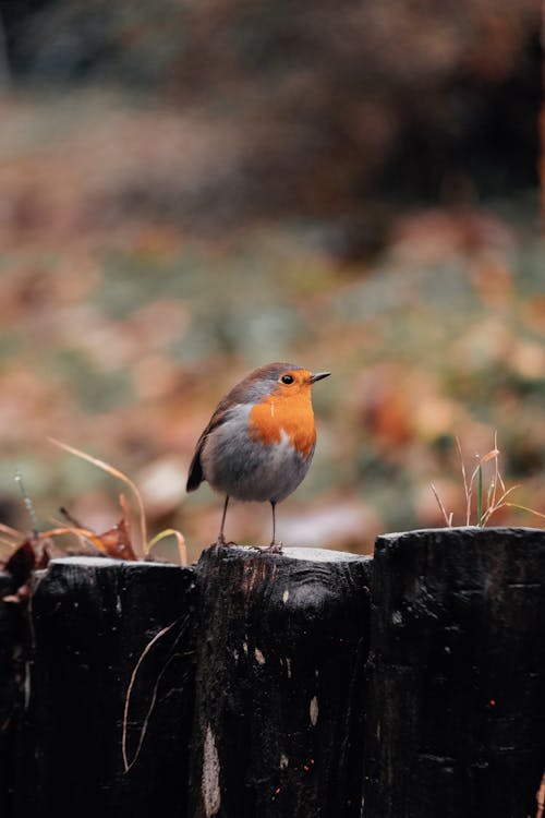 A European Bird Perched on a Wooden Fence