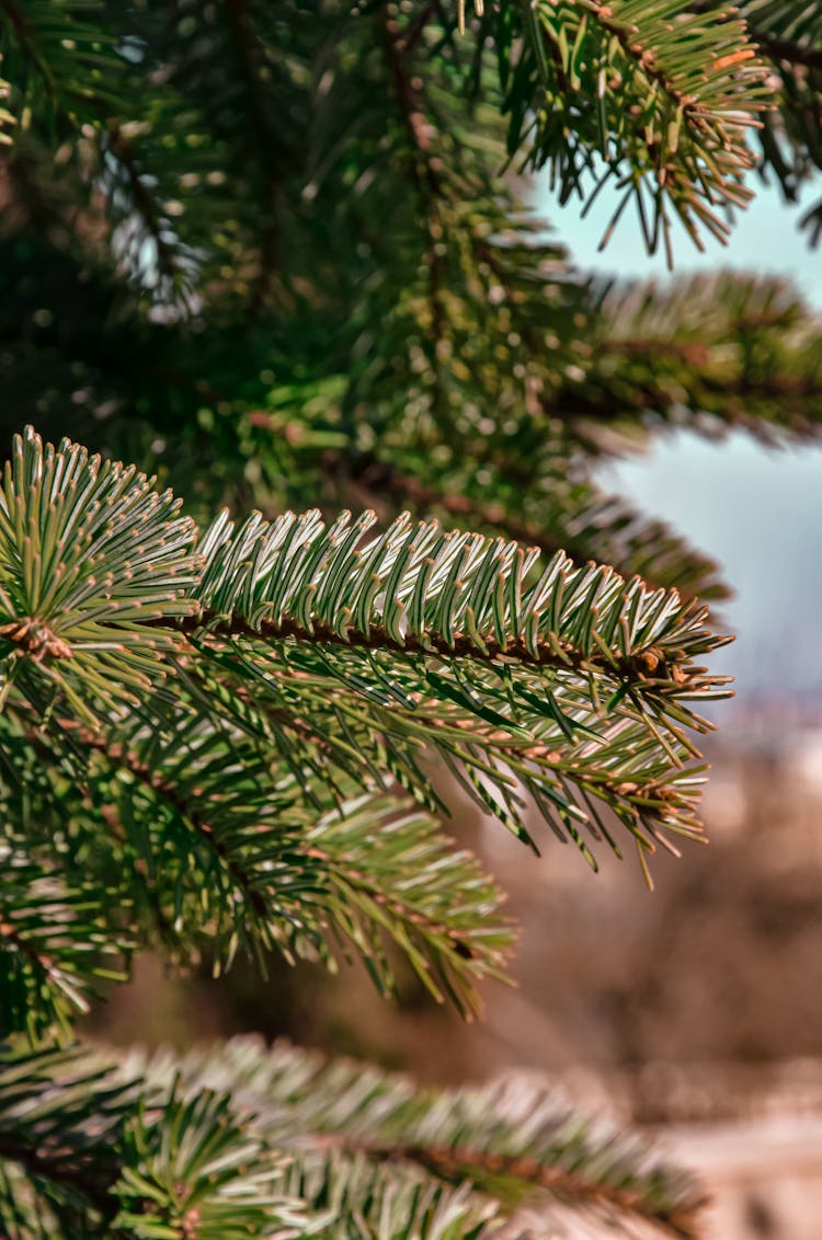 Photo Of A  Pine Tree