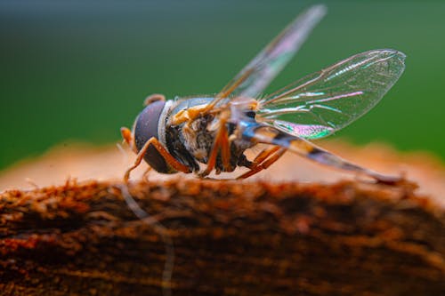 A Close-Up Shot of a Hoverfly