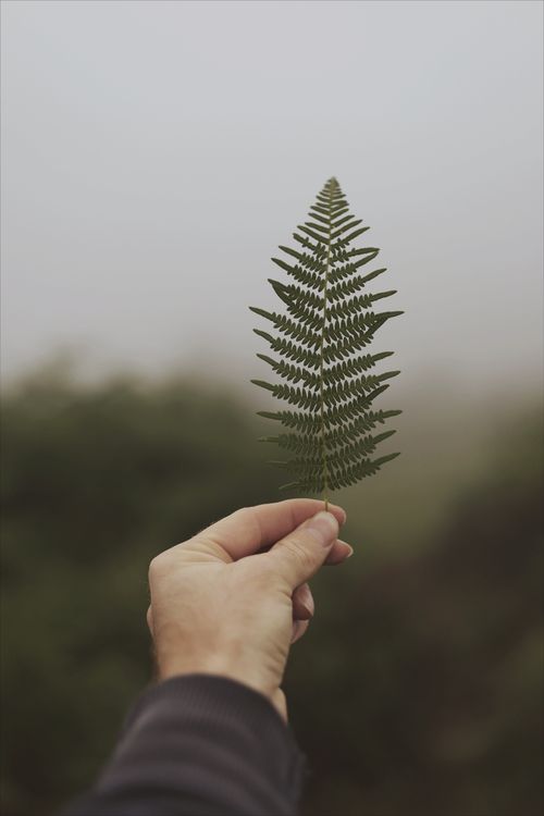 Free A detailed view of a hand holding a delicate fern leaf against an outdoor backdrop. Stock Photo