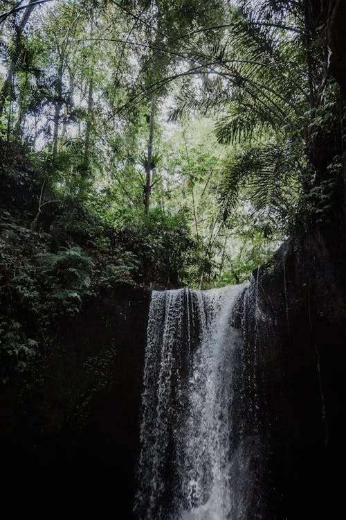 Fotos de stock gratuitas de árboles verdes, bosque, cascadas