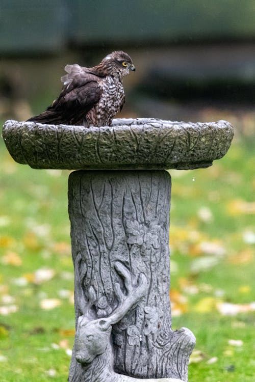 Sparrow Hawk, bathing