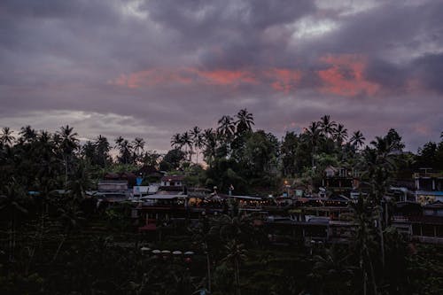 리조트, 섬, 야자나무의 무료 스톡 사진