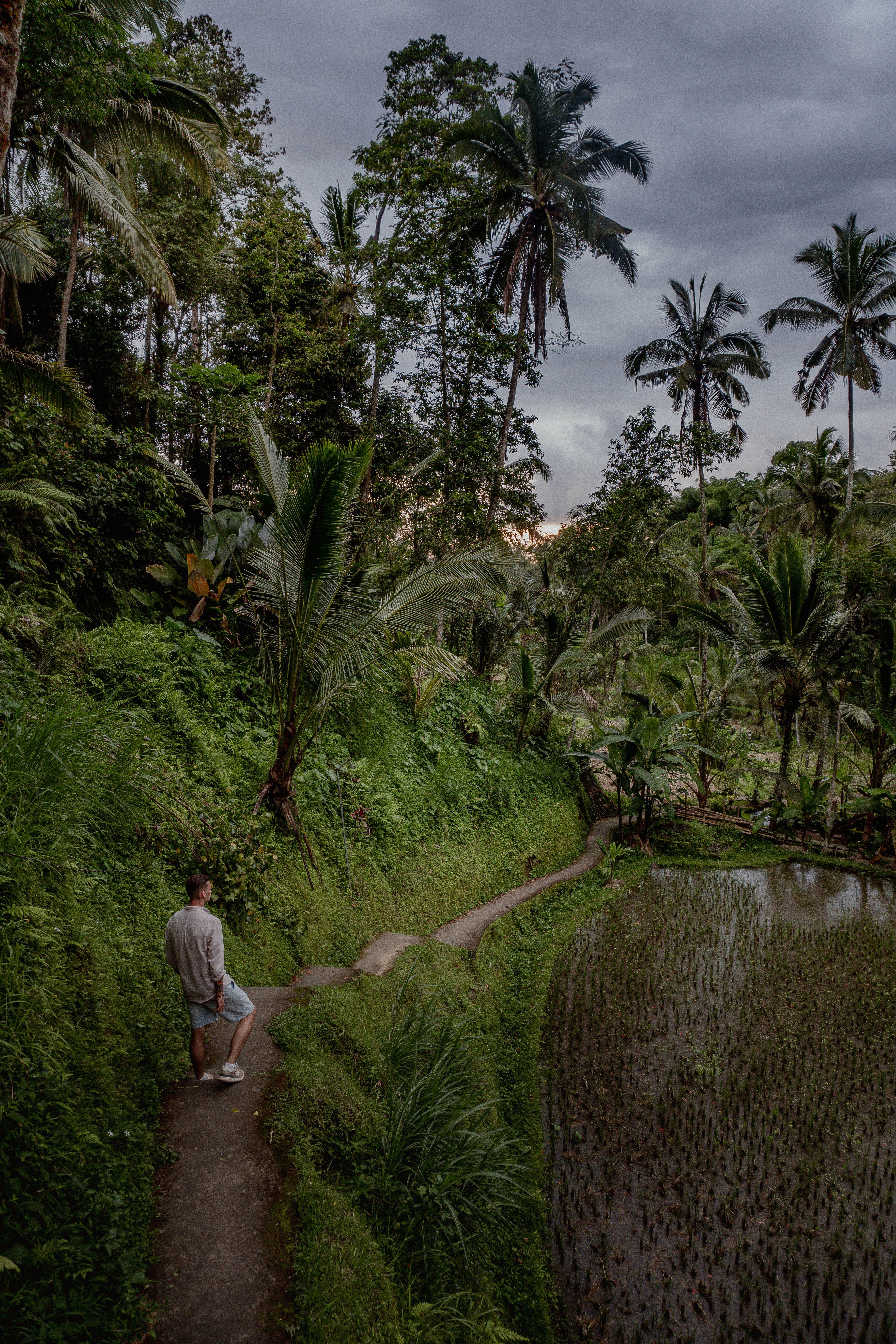 Man Walking on a Rainforest Path · Free Stock Photo