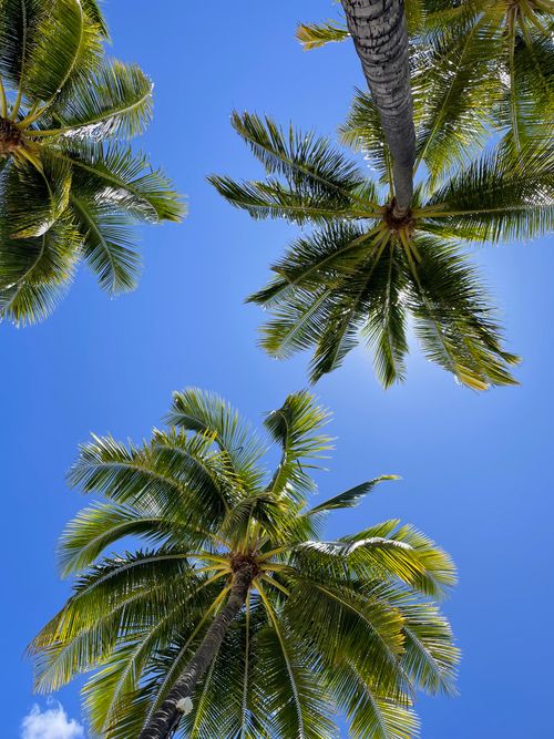 Free Low-angle view of palm trees with lush green leaves against a vibrant blue sky. Stock Photo