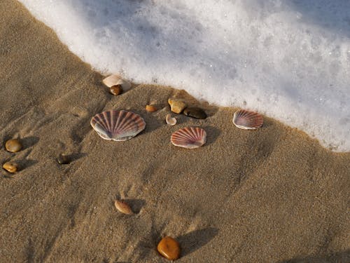 Close-Up Shot of Seashells on the Shore 