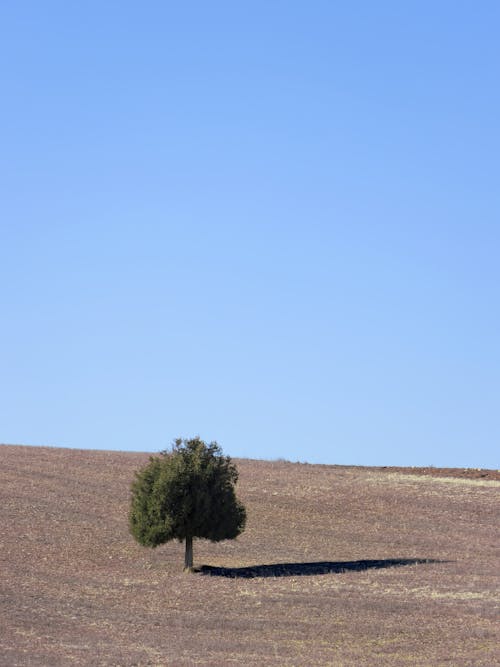 Ingyenes stockfotó fa, függőleges lövés, kék ég témában