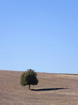 A single tree standing on a barren hillside with a clear blue sky in Teruel, Spain.