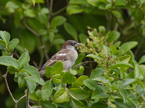 Close-Up Shot of a Sparrow 