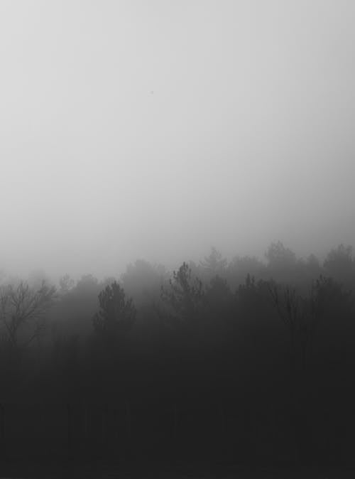 Free Fog over Woods Stock Photo