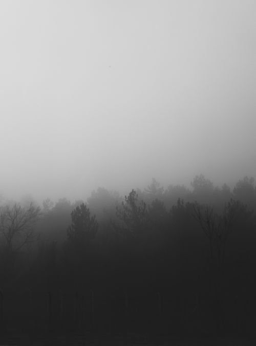 Free Captivating view of a dense forest enveloped in fog, creating a moody atmosphere. Stock Photo