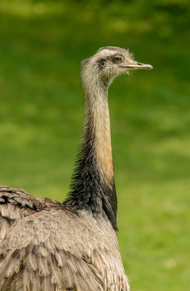 Close-up Of A Greater Rhea