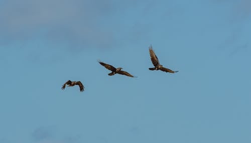 Birds Flying under Blue Sky