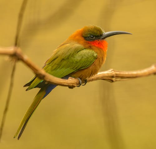 Close-Up Shot of a Red-Throated Bee-Eater 