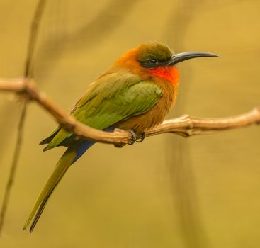 bird photo