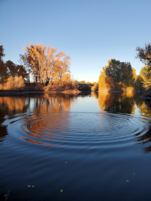 Immagine gratuita di autunno, cadere, fiume