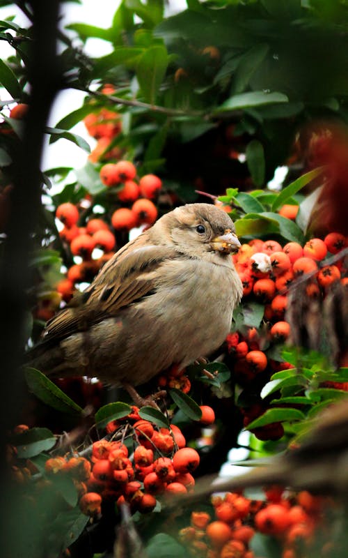 Close-up of a Sparrow Sitting on a Tree with Red Berries 