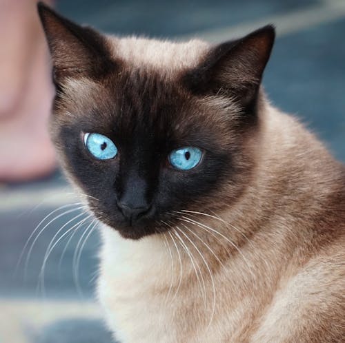 Close-Up Shot of a Siamese Cat 