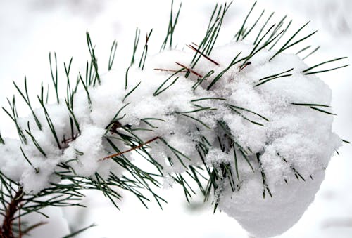 Бесплатное стоковое фото с ветви, зима, лесная природа