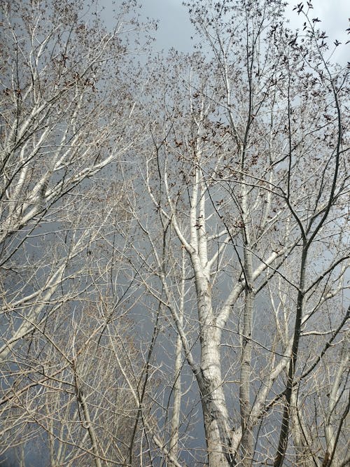 Immagine gratuita di alberi, betulle, foresta