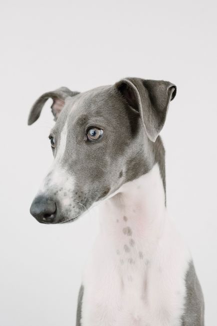 Charming greyhound dog portrait with soft studio lighting on a gray background.
