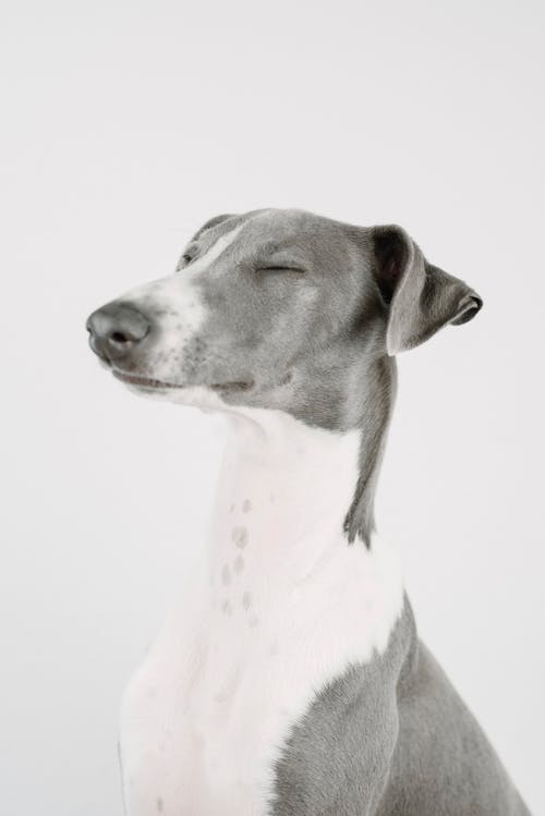 Gratis lagerfoto af grå baggrund, greyhound, hund