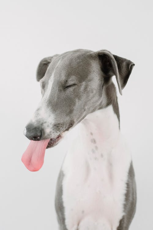 Gratis lagerfoto af grå baggrund, greyhound, hund