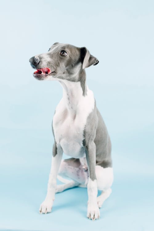 Studio Shoot of a Sitting Greyhound with its Tongue out