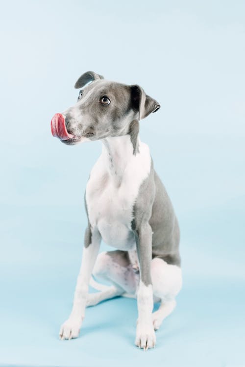 Studio Shoot of a Sitting Greyhound Licking its Nose