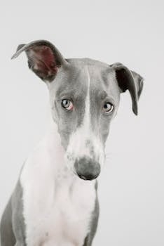 Greyhound image