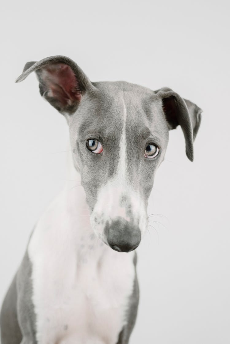 Studio Portrait Of A Greyhound With One Ear Up