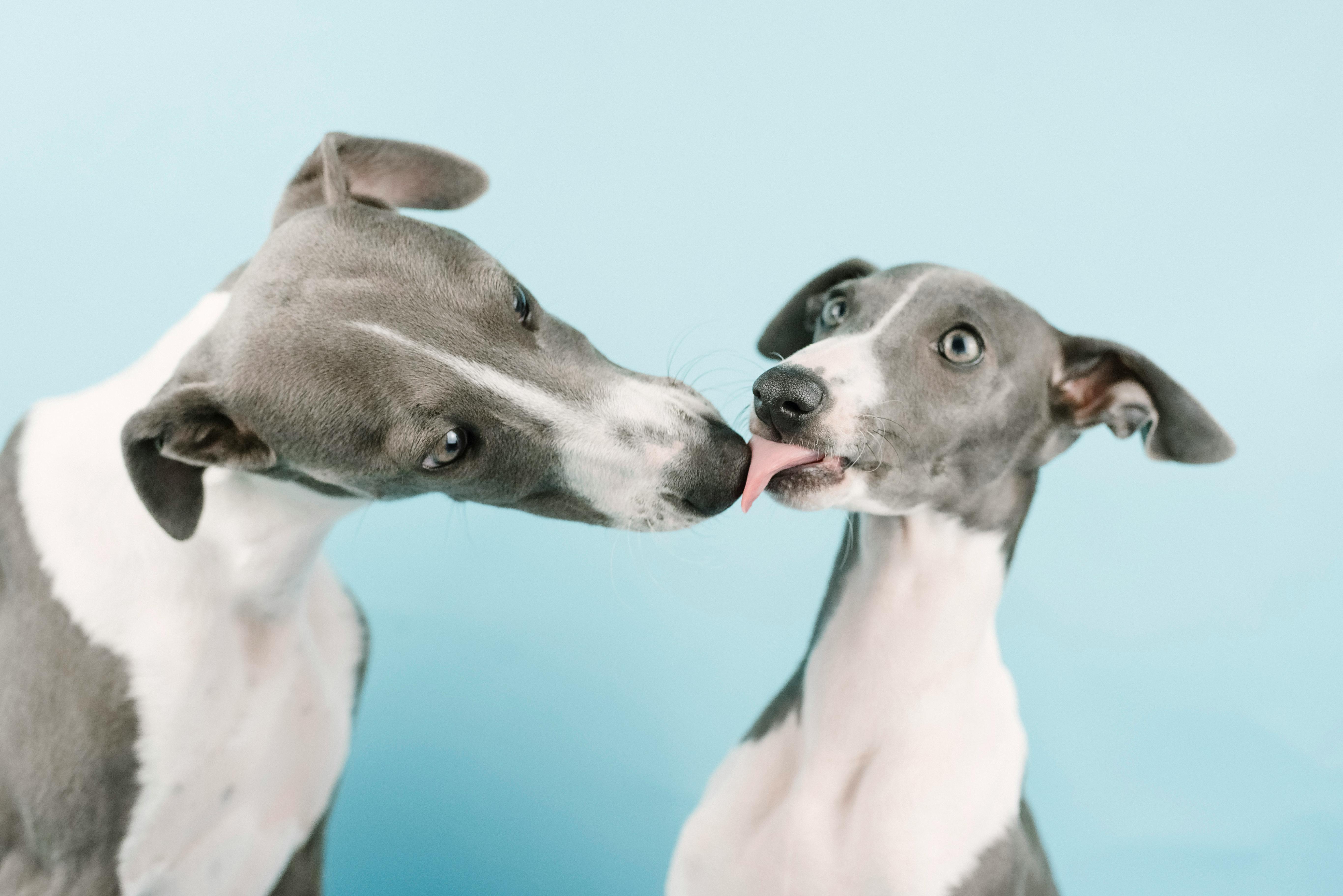 Portrait of Little Whippet