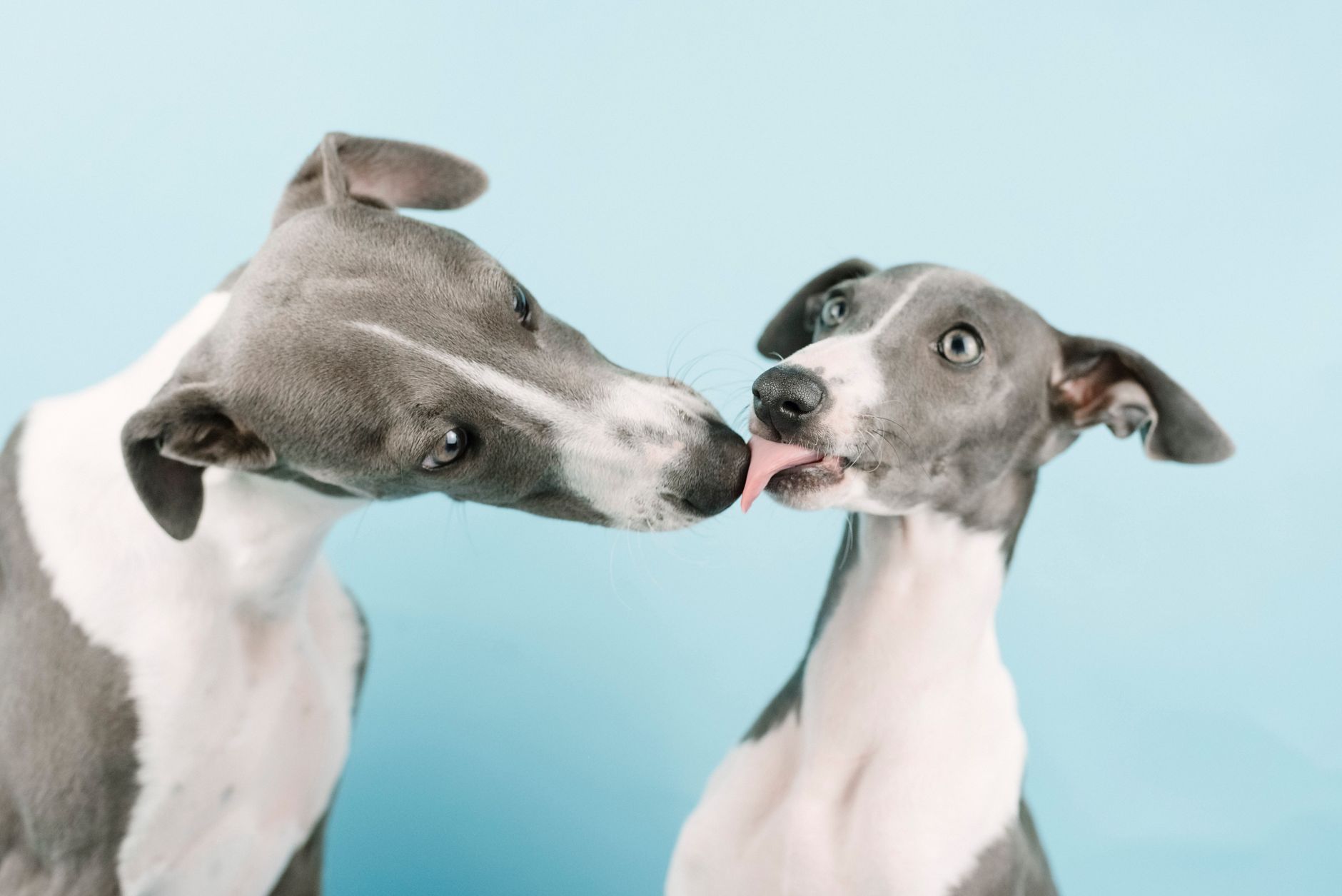 How Does The Canine Microbiome Affect Longevity?