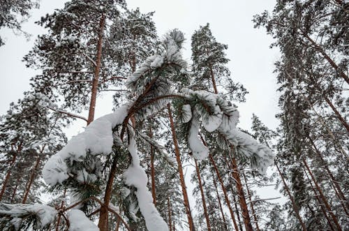 Бесплатное стоковое фото с вид на лес, покрытый снегом, сосны