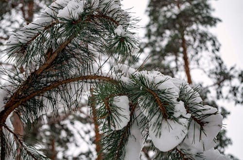 Gratis stockfoto met boszicht, dennen, sneeuw bedekt