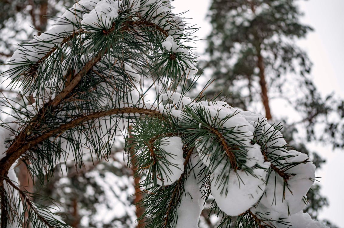 Gratis stockfoto met boszicht, dennen, pijnbomen