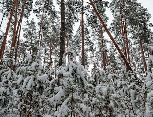 forest winter landscape