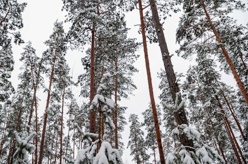 Бесплатное стоковое фото с вид на лес, вид на природу, покрытый снегом