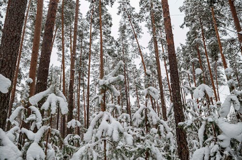 forest winter landscape