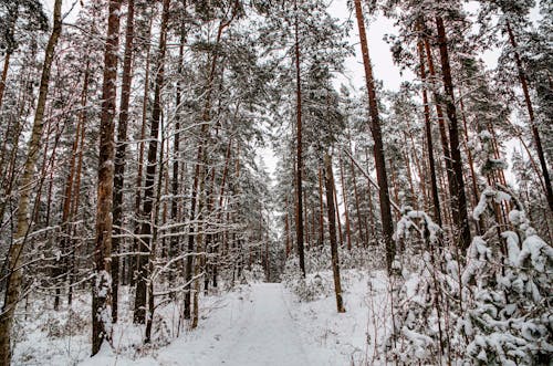A Forest During Winter 